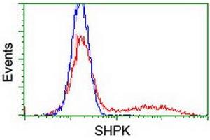 HEK293T cells transfected with either RC204421 overexpress plasmid (Red) or empty vector control plasmid (Blue) were immunostained by anti-SHPK antibody (ABIN2454880), and then analyzed by flow cytometry. (SHPK anticorps)