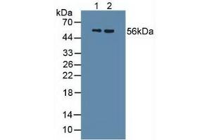 Figure. (Uromodulin anticorps  (AA 334-589))