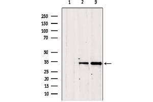 Western blot analysis of extracts from various samples, using GOLPH3 antibody. (GOLPH3 anticorps  (C-Term))