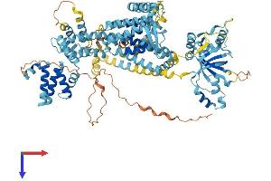 AlphaFold protein structure predicition of Human Recombinant WFS1 Protein, UniprotID O76024