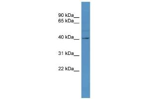 WB Suggested Anti-TAAR5 Antibody Titration: 0. (TAAR5 anticorps  (C-Term))