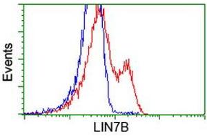HEK293T cells transfected with either RC205598 overexpress plasmid (Red) or empty vector control plasmid (Blue) were immunostained by anti-LIN7B antibody (ABIN2453236), and then analyzed by flow cytometry. (LIN7B anticorps)