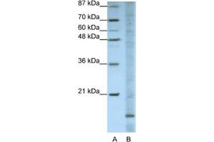 Western Blotting (WB) image for anti-Apolipoprotein O (APOO) antibody (ABIN2462300) (APOO anticorps)