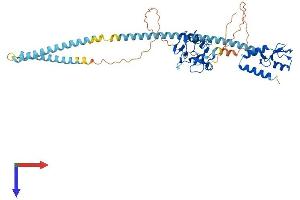 AlphaFold protein structure predicition of Human Recombinant RNF8 Protein, UniprotID O76064