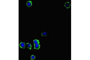 Immunofluorescent analysis of MCF-7 cells using ABIN7157751 at dilution of 1:100 and Alexa Fluor 488-congugated AffiniPure Goat Anti-Rabbit IgG(H+L)