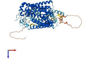 AlphaFold protein structure predicition of Human Recombinant SLC5A9 Protein, UniprotID Q2M3M2