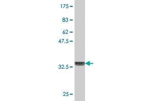 Western Blot detection against Immunogen (36.