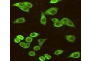 Immunocytochemistry staining of HeLa cells fixed with 4 % Paraformaldehyde and using anti-BiP/GRP78 (C-terminus) mouse mAb (dilution 1:50).