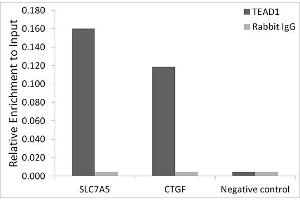Chromatin immunoprecipitation analysis of extracts of HepG2 cells, using TE antibody (ABIN7270754) and rabbit IgG.