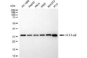 anti-14-3-3 alpha + beta (YWHAB) antibody