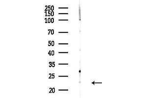 anti-Growth Factor, Augmenter of Liver Regeneration (GFER) (C-Term) antibody