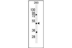 Western blot analysis of SPDYE5 Antibody (N-term) in 293 cell line lysates (35ug/lane). (SPDYE5 anticorps  (N-Term))