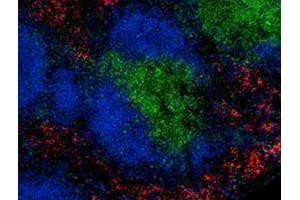 Immunofluorescence (IF) image for anti-Egf-Like Module Containing, Mucin-Like, Hormone Receptor-Like 1 (EMR1) antibody (Alexa Fluor 594) (ABIN2656843)