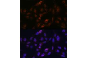 Immunofluorescence analysis of U2OS using SMC3 antibody (ABIN7270616) at dilution of 1:100. (SMC3 anticorps)