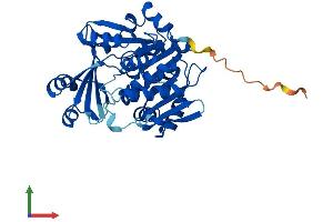 AlphaFold protein structure predicition of Mouse Recombinant Adk Protein, UniprotID P55264