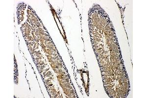 IHC-P: Prolactin Receptor antibody testing of rat testis tissue. (Prolactin Receptor anticorps  (C-Term))