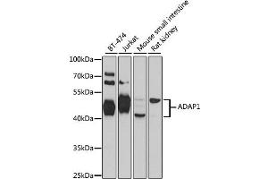 Western blot analysis of extracts of various cell lines, using ADAP1 antibody (ABIN1870810) at 1:1000 dilution. (ADAP1 anticorps)