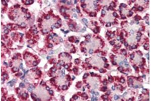 Anti-STEAP4 antibody  ABIN1049368 IHC staining of human pancreas. (STEAP4 anticorps  (N-Term))
