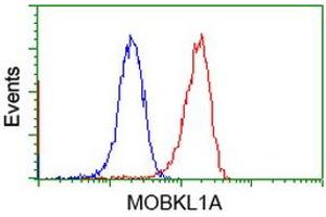 Flow cytometric Analysis of Jurkat cells, using anti-MOBKL1A antibody (ABIN2453312), (Red), compared to a nonspecific negative control antibody (TA50011), (Blue). (MOBKL1A anticorps)