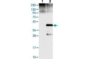 Western blot analysis of Lane 1: Negative control (vector only transfected HEK293T lysate), Lane 2: Over-expression Lysate (Co-expressed with a C-terminal myc-DDK tag (~3. (Cyclin J anticorps)