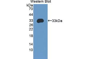 Figure. (APBA3 anticorps  (AA 261-506))