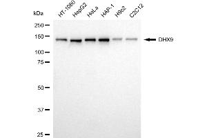 Western blotting analysis using DHX9 antibody (ABIN7800922). (Recombinant DExH-Box Helicase 9 anticorps)
