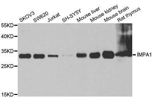 Western blot analysis of extracts of various cell lines, using IMPA1 antibody. (IMPA1 anticorps  (AA 1-277))