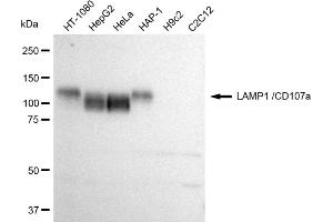 Western blotting analysis using LAMP1 /CD107a antibody (ABIN7799309).