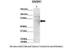 Lanes:   Lane 1: 50ug Hela Lysate  Primary Antibody Dilution:   1:1000  Secondary Antibody:   Anti-rabbit-HRP  Secondary Antibody Dilution:   1:10,000  Gene Name:   EWSR1  Submitted by:   Archa Fox, University of Western Australia  EWSR1 is strongly supported by BioGPS gene expression data to be expressed in Human HeLa cells (EWSR1 anticorps  (Middle Region))