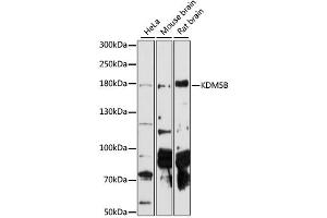Western blot analysis of extracts of various cell lines, using KDM5B antibody (ABIN6293336) at 1:1000 dilution. (KDM5B anticorps)