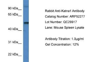 Western Blotting (WB) image for anti-Katanin P60 (ATPase Containing) Subunit A 1 (KATNA1) (C-Term) antibody (ABIN2784857)