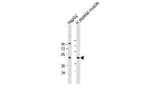 All lanes : Anti-AS Antibody (Center) at 1:2000 dilution Lane 1: HepG2 whole cell lysate Lane 2: Human skeletal muscle tissue lysate Lysates/proteins at 20 μg per lane. (CLMP anticorps  (AA 81-110))