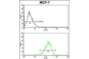 P2 Antibody  FC analysis of MCF-7 cells (bottom histogram) compared to a negative control cell (top histogram). (MAP2 anticorps)
