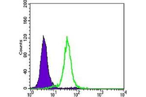 Flow cytometric analysis of Hela cells using CDH1 mouse mAb (green) and negative control (purple).