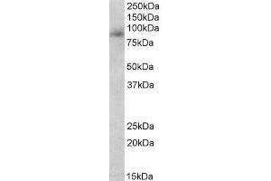 ABIN5539561 (0. (Myeloperoxidase anticorps  (Internal Region))