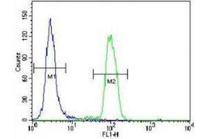 p38 antibody flow cytometric analysis of HeLa cells (right histogram) compared to a negative control (left histogram).