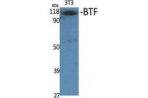 Western Blot (WB) analysis of specific cells using BTF Polyclonal Antibody. (BCLAF1 anticorps  (Internal Region))