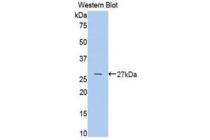 Western Blotting (WB) image for anti-Transferrin (TF) (AA 380-565) antibody (ABIN1860869)