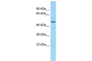 WB Suggested Anti-TMED2 Antibody Titration: 1.