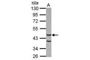 Image no. 1 for anti-Actin-Like 7A (ACTL7A) (AA 226-435) antibody (ABIN1496440) (Actin-Like 7A anticorps  (AA 226-435))