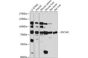 Western blot analysis of extracts of various cell lines, using ZNF143 antibody (ABIN7271457) at 1:1000 dilution. (ZNF143 anticorps  (AA 437-638))