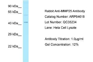 Western Blotting (WB) image for anti-Matrix Metallopeptidase 25 (MMP25) (Middle Region) antibody (ABIN2789901) (MMP25 anticorps  (Middle Region))