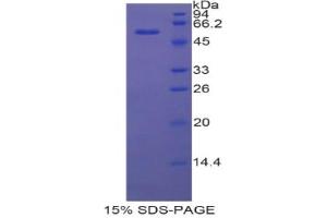 SDS-PAGE analysis of Rat MX1 Protein. (MX1 Protéine)