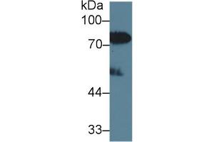 Western Blot; Sample: Human Serum; Primary Ab: 2µg/ml Rabbit Anti-Human LBP Antibody Second Ab: 0. (LBP anticorps  (AA 27-481))