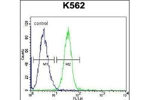 SPB4 Antibody (C-term) (ABIN655518 and ABIN2845033) flow cytometric analysis of K562 cells (right histogram) compared to a negative control cell (left histogram). (SERPINB4 anticorps  (C-Term))