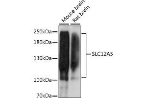 Western blot analysis of extracts of various cell lines, using SLC12 antibody (ABIN7270396) at 1:1000 dilution. (KCC2 anticorps  (AA 945-1025))