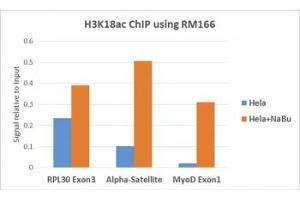 ChIP performed on HeLa cells with or without sodium butyrate treatment using recombinant H3K18ac antibody (5ug). (Recombinant Histone 3 anticorps  (acLys18))
