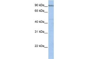 WB Suggested Anti-PCDHA5 Antibody Titration:  0. (PCDHA5 anticorps  (N-Term))