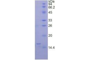 SDS-PAGE analysis of Rat BMP6 Protein. (BMP6 Protéine)