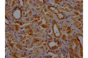 IHC image of ABIN7147846 diluted at 1:200 and staining in paraffin-embedded human kidney tissue performed on a Leica BondTM system. (Clathrin Heavy Chain (CLTC) (AA 851-990) anticorps)